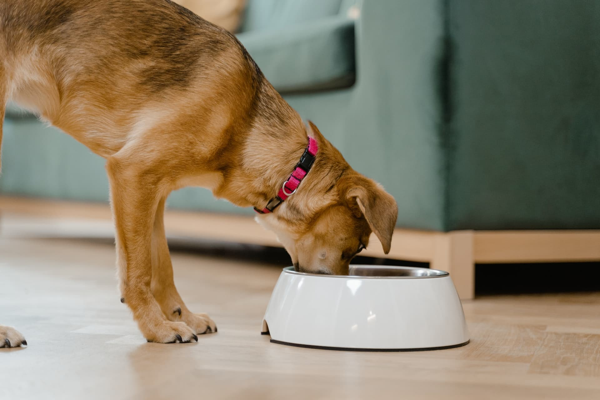 Dog eating their meal after Breath Buddy is added