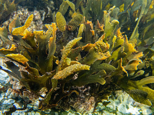 Brown Algae (Kelp) ingredient