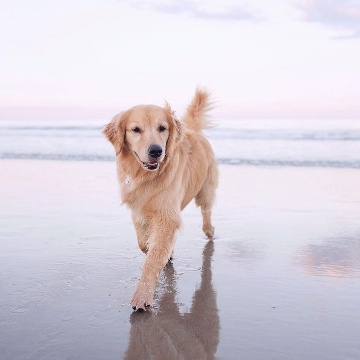 Golden retriever walking on the beach after daily dental routine