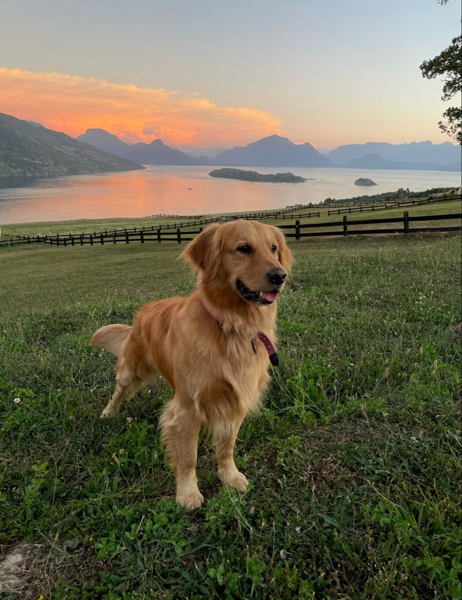 Golden retriever standing in grass after daily dental routine