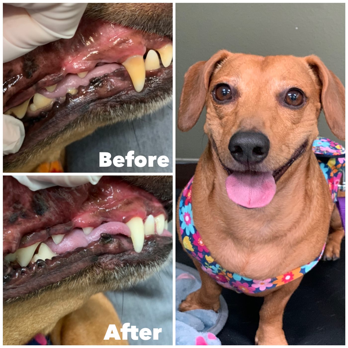Dachshund before and after dental review photo