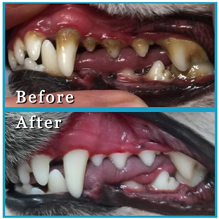 Dog before and after dental review photo with blue border