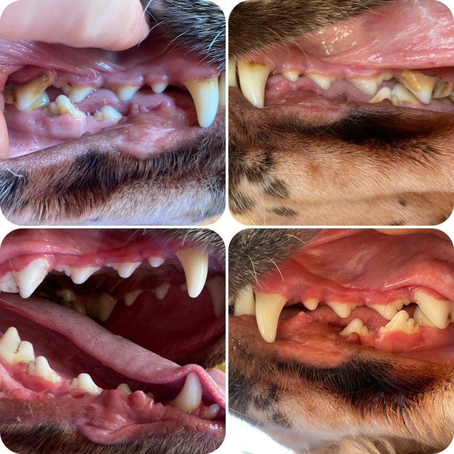 Dog dental review collage with multiple mouth closeups