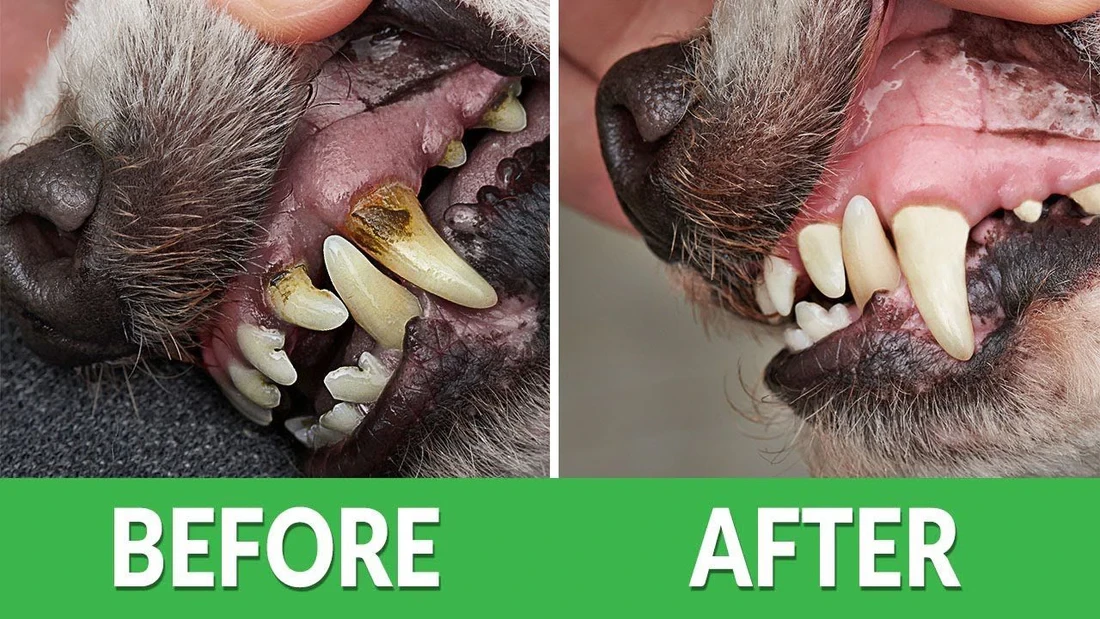 Dog dental before and after review photo with green label