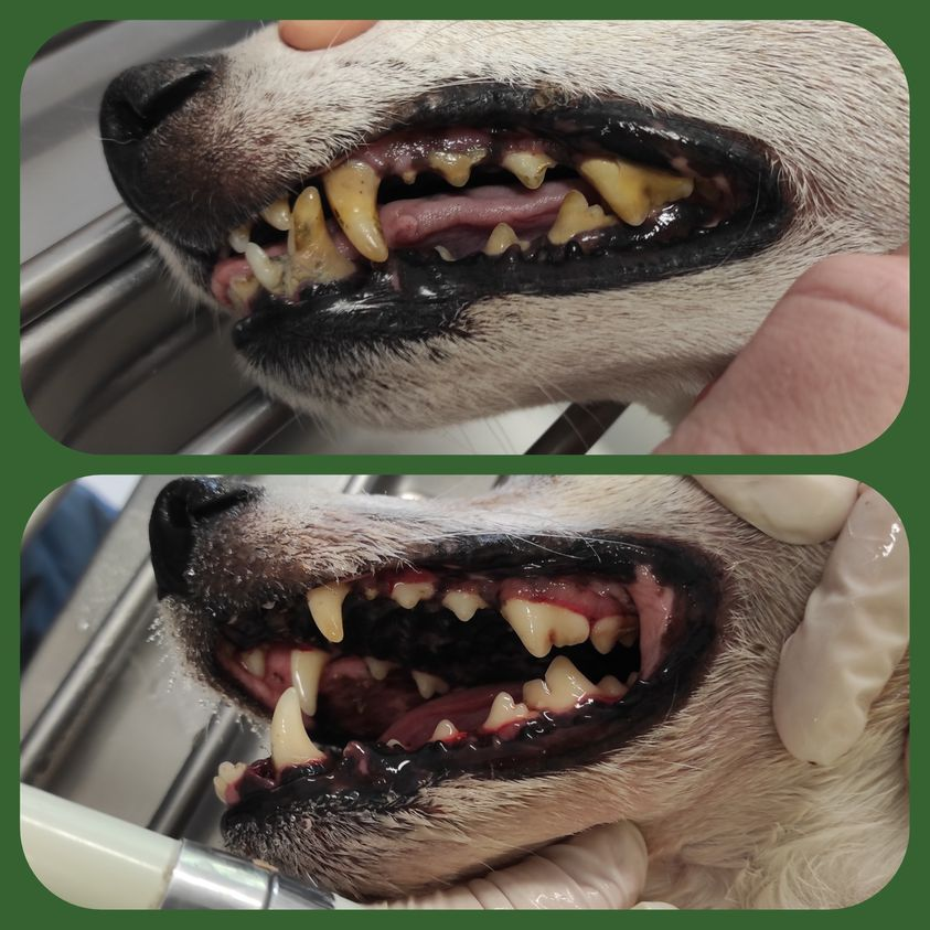 Dog dental before and after review photo on green background