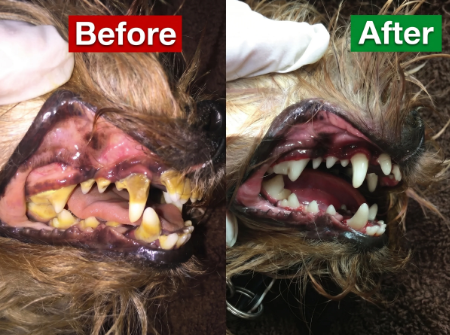 Dog before and after dental review photo