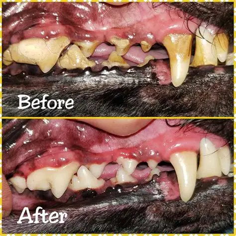 Dog before and after teeth review closeup